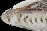 Fossil Mosasaur (Tethysaurus) Jaw Section - Goulmima, Morocco #107094-2